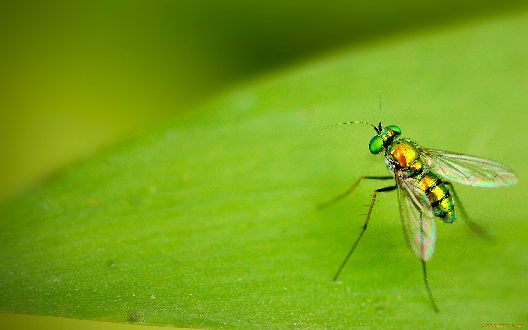 Зеленые комары